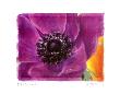 Purple Anemones Ii by Amy Melious Limited Edition Pricing Art Print