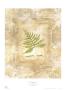 Fern Impressions I by Susan Davies Limited Edition Print