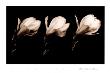 Three Magnolia Blossoms by Alan Majchrowicz Limited Edition Print