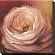 Rose Portrait by Lisa Audit Limited Edition Print