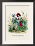 Bleuet Et Coquelicot by J.J. Grandville Limited Edition Print