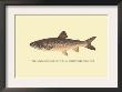 The Great Lake Trout by H.H. Leonard Limited Edition Pricing Art Print