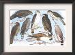 Coopers, Grubers, Harlan And Harris Buzzards, And Chicken Hawk by Theodore Jasper Limited Edition Pricing Art Print