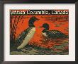 British Columbia, Canada - Loons, C.2009 by Lantern Press Limited Edition Print