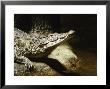 Cuban Crocodile, Bronx Zoo, Ny by Rudi Von Briel Limited Edition Print