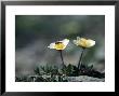 Mountain Avens, Ak by Ernest Manewal Limited Edition Print