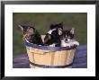 Kittens In Basket Outdoors by Greg Smith Limited Edition Pricing Art Print