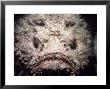 Poisonous Stonefish, Red Sea by Jeff Rotman Limited Edition Pricing Art Print