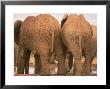 Rear View Elephants, Addo Elephant National Park, South Africa by Walter Bibikow Limited Edition Print