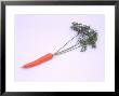 Carrot With Stem by David Ball Limited Edition Pricing Art Print