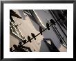 Silhouette Of Birds, Florence, Italy by Kindra Clineff Limited Edition Print