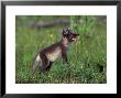 Arctic Fox Pup, Alopex Lagopus by Robert Franz Limited Edition Print