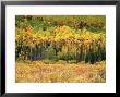 Forest In Autumn by Troy & Mary Parlee Limited Edition Pricing Art Print