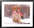 Puppy Sitting On Snow by Frank Siteman Limited Edition Print