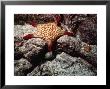 Panamic Cushion Star, Pentaceraster Cumingi by Ernest Manewal Limited Edition Pricing Art Print