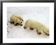 Polar Bear, Ursus Maritimus, Churchill, Manitoba by Yvette Cardozo Limited Edition Print