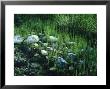 Frank Staub Pricing Limited Edition Prints