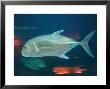 Aquarium At Stanley Park, Vancouver, Canada by Keith Levit Limited Edition Print