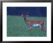 Wildlife by Fogstock Llc Limited Edition Print