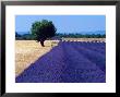 Fields Of Lavender by Fogstock Llc Limited Edition Print