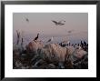 Lake, Birds by Keith Levit Limited Edition Print
