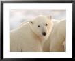 Polar Bears, Churchill, Northern Manitoba by Keith Levit Limited Edition Print