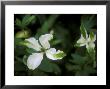 Clematis, Alba Luxurians (Viticella Group) by Mark Bolton Limited Edition Print