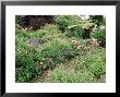 Raised Border Geranium, Campanula, Salvia, Rosa, East Lambrook Manor, Somerset by Mark Bolton Limited Edition Print