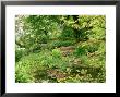 Wild Pond With Nymphaea, Caltha Palustris, Ferns & Grasses Windmill Cottage, Somerset by Mark Bolton Limited Edition Print