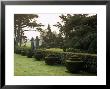 Yew Topiary, Misty View Across Italiante Garden Tapeley Park, Devon, Late Summer by Mark Bolton Limited Edition Pricing Art Print