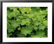 Alchemilla Mollis (Ladys Mantle) by Mark Bolton Limited Edition Print