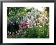 Coneflower And Greek Mallow by Mark Bolton Limited Edition Pricing Art Print