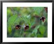 Euonymous Oxyphyllus (Red Flowers) by Mark Bolton Limited Edition Pricing Art Print