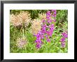 Penstemon And Allium, Pink Flowers And Seedheads In Late Summer by Mark Bolton Limited Edition Pricing Art Print