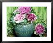 Winter Arrangement, Blue Glazed Pot, Ornamental Cabbage, Hedera Green Background, November by Lynne Brotchie Limited Edition Print