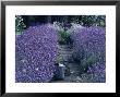 Lavender Hedge Edging A Path (Lavandula), Watering Can by Linda Burgess Limited Edition Pricing Art Print