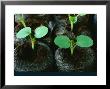 Pelargonium Seedlings In Peat Pellets, February by Chris Burrows Limited Edition Print