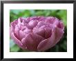 Tulipa Lilac Perfection, Double Late by Chris Burrows Limited Edition Print