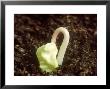 Seed Germination Of Ipomea (Morning Glory) by Rex Butcher Limited Edition Print