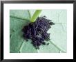 Aphids Blackfly On Underside Of Leaf by Rex Butcher Limited Edition Print