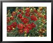 Helenium Autumnale Bruno by Brian Carter Limited Edition Print