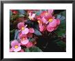 Begonia Semperflorens Pink Avalanche by Bob Challinor Limited Edition Print