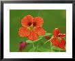 Tropaeolum Majus Jewel Series, Orange Flowers, October by David Dixon Limited Edition Print