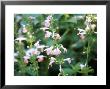 Salvia Coccinea Coral Nymph Close-Up by Carole Drake Limited Edition Print