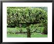 Espaliered Apple Tree by Carole Drake Limited Edition Pricing Art Print