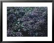 Hydrangea Aspera by Ron Evans Limited Edition Print