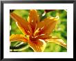 Lilium Fire King Close-Up Of Orange Flower Sweden by Bjorn Forsberg Limited Edition Pricing Art Print