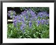 Agapanthus Africanus (African Lily) by Christopher Gallager Limited Edition Print