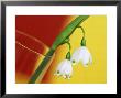 Leucojum Vernum Spring Snowflake In Glass Vase With Red & Yellow Background by James Guilliam Limited Edition Print