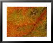 Grape Vine Leaf (Extreme Close-Up Of Vein & Leaf Detail) by James Guilliam Limited Edition Pricing Art Print